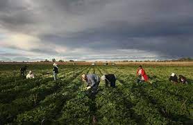 سو استفاده از کارگران در مزارع امریکایی